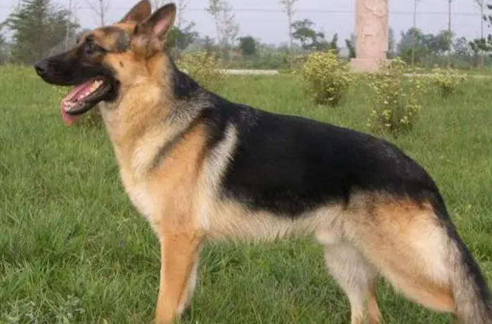 昆明犬公的凶还是母的凶 昆明犬公的凶还是母的凶