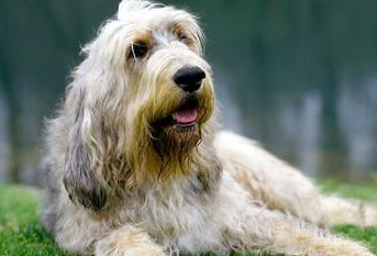 奥达猎犬的价格?大型犬饲养比买更花钱 奥达猎犬的价格?大型犬饲养比买更花钱