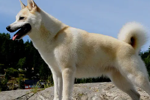 爱道格每日一犬---挪威牧羊犬(挪威猎犬) 爱道格每日一犬---挪威牧羊犬(挪威猎犬)