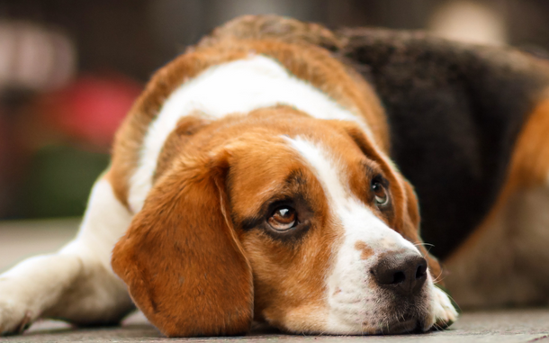 比格犬价格多少钱 比格犬价格多少钱