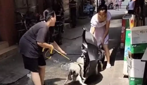广州:两条宠物狗发生撕咬,女子用雨伞劝架,很不理智 广州:两条宠物狗发生撕咬,女子用雨伞劝架,很不理智