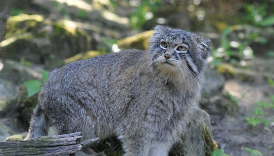 三江源出现“猫中鳌拜”，体态矮胖，表情凶狠，能把毒蛇当辣条吃