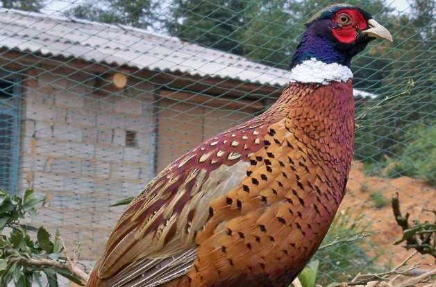 七彩山鸡苗怎么饲养 山鸡苗养殖技术与注意事项