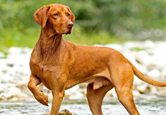 维兹拉犬是禁养犬吗 维兹拉犬是禁养犬吗