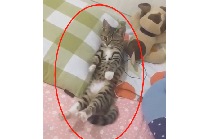 猫咪睡觉被主人偷拍，醒来后一秒害羞，猫：铲屎的，我不要形象啊