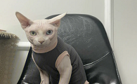 比鲁斯和斯芬克斯猫区别