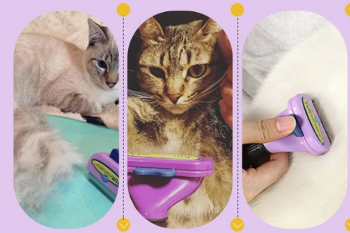 猫咪掉毛严重?试试FURminator富美内特猫梳子 猫咪掉毛严重?试试FURminator富美内特猫梳子