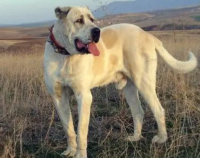 安娜图牧羊犬的价格 价格相差很大