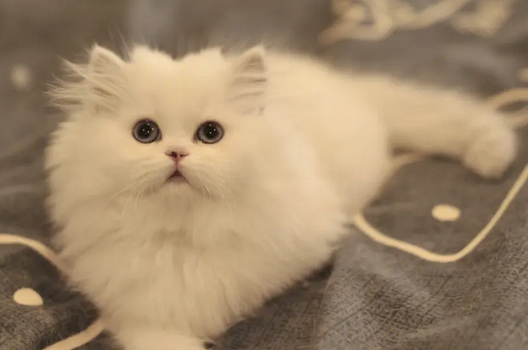 长毛银点猫和金吉拉猫有什么区别 长毛银点猫和金吉拉猫有什么区别