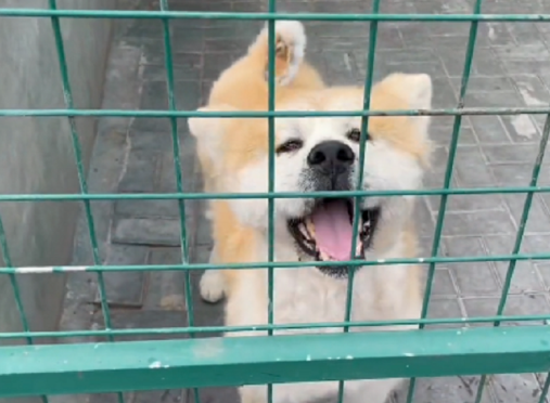 曾经面目全非,却不舍离开的秋田犬,获救后,如今的它已完全大变样 曾经面目全非,却不舍离开的秋田犬,获救后,如今的它已完全大变样