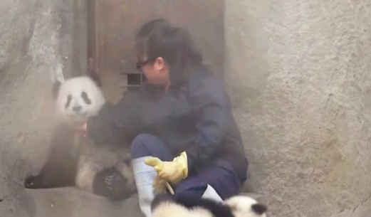 熊猫宝宝的头号敌人,想要打败这个对手可真不容易! 熊猫宝宝的头号敌人,想要打败这个对手可真不容易!