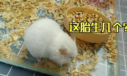 三线仓鼠怀孕 三线仓鼠怀孕症状有哪些? 三线仓鼠怀孕 三线仓鼠怀孕症状有哪些?