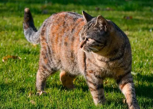 同样是我国优秀猫种，简州猫和狸花猫有什么差别？