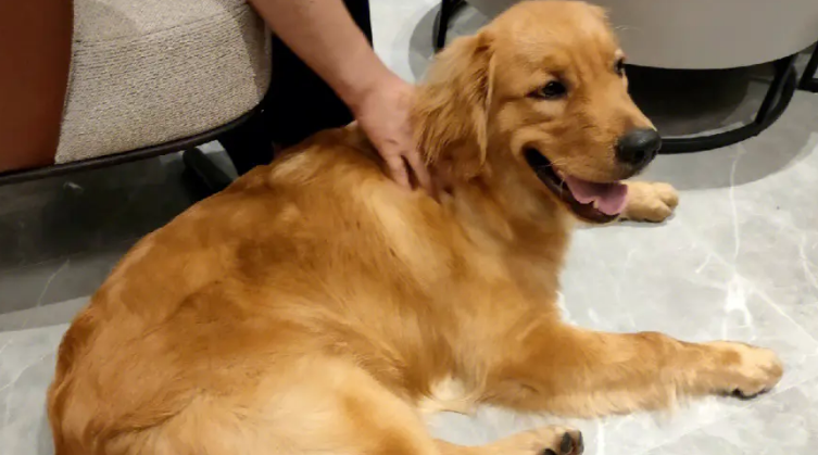 收空运费用却安排陆运，致宠物犬惨死，狗主人悲痛欲绝：它是家人 