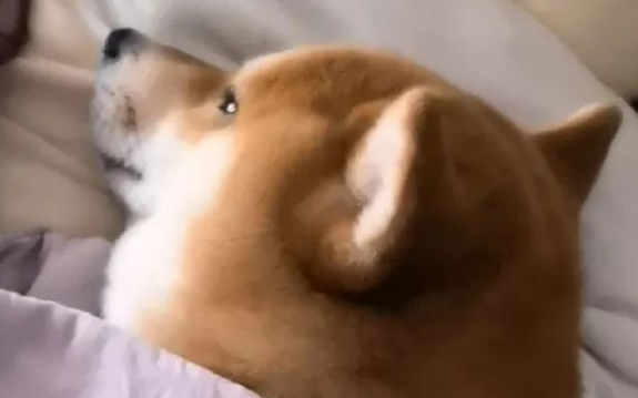 柴犬绝食急坏主人,结果网友一句话点醒主人! 柴犬绝食急坏主人,结果网友一句话点醒主人!