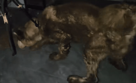 主人拿不出500块钱，身处宠物店的阿拉斯加犬活得还不如一条流浪狗
