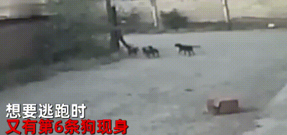 男子凌晨独行,遭遇6条凶恶流浪狗,虽竭力反抗最终仍被围攻咬死 男子凌晨独行,遭遇6条凶恶流浪狗,虽竭力反抗最终仍被围攻咬死