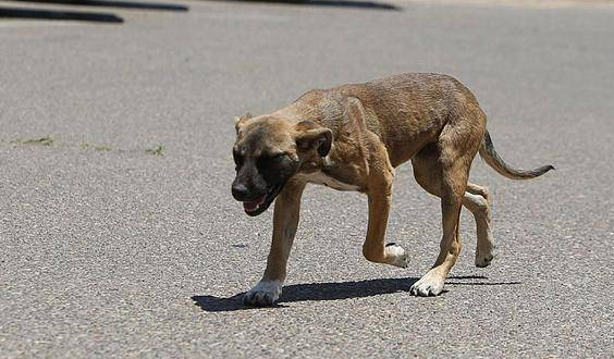 比特犬在自然保护区出没,引游客网友热议:流浪狗该如何救助? 比特犬在自然保护区出没,引游客网友热议:流浪狗该如何救助?