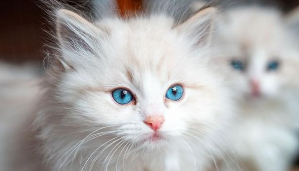 布偶猫可以吃什么水果 布偶猫可以吃什么水果