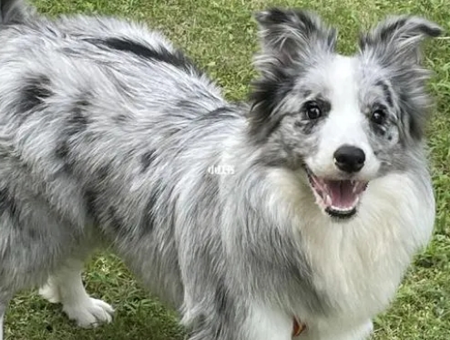 陨石边境牧羊犬多少钱