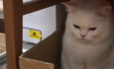 小奶猫耍玩具,猫爸猫妈“左右护法”,猫爸:这是我小时候玩过的 小奶猫耍玩具,猫爸猫妈“左右护法”,猫爸:这是我小时候玩过的