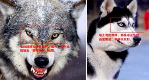 山东一动物园狼舍现哈士奇 园方:在狼群中有地位 山东一动物园狼舍现哈士奇 园方:在狼群中有地位