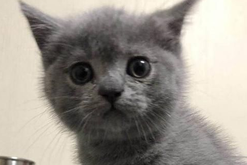 收养了一只小蓝猫，养了几个月后画风突变
