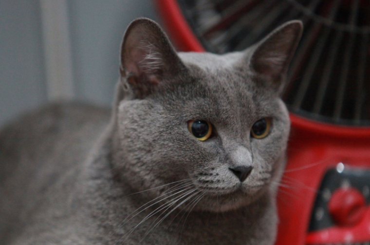 蓝猫吃什么奶水多