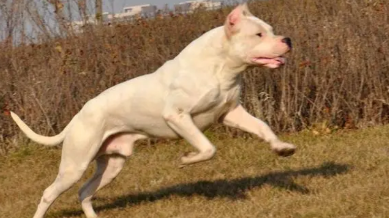 杜高犬的优缺点