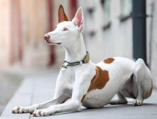 百科 | 依比沙猎犬，胜似视觉猎犬的猎兔高手！