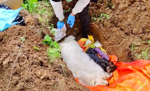 主人给杜宾犬治病,竟然在它肌肉里注射中药 主人给杜宾犬治病,竟然在它肌肉里注射中药
