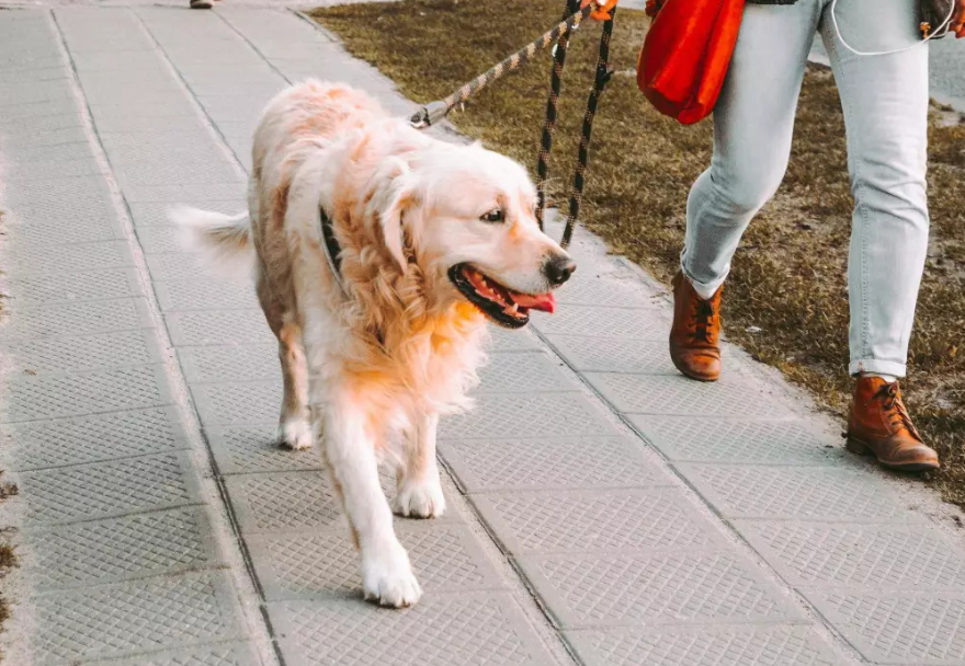 一个户一个犬 一个户一个犬