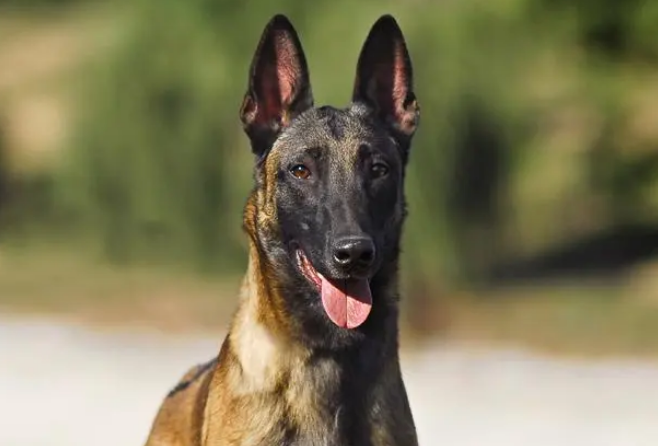 马犬咬人吗 马犬咬人吗
