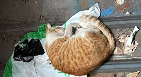 亲人小橘猫被人收养，短短7天后就被弃养，它拖着病体自己找回来
