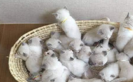 猫怀孕后,她生了16只小猫,当她绝望地哺乳时,网友:最好有计划生育 猫怀孕后,她生了16只小猫,当她绝望地哺乳时,网友:最好有计划生育