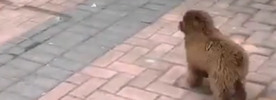 泰迪跟两只拴绳狗炫耀，第一只狗冲向泰迪，第二只狗的状态尴尬了