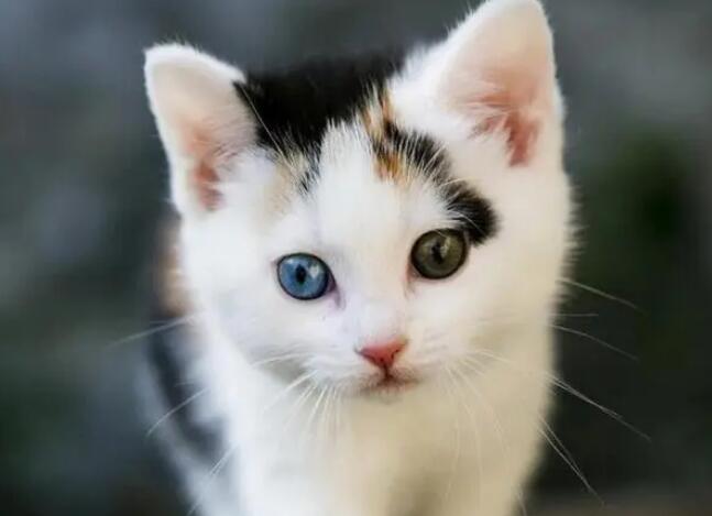 中华田园猫宠物猫