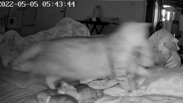 猫妈妈每天5点准时带着小猫找主人,然后自己回去休息,新手当妈真不容易 猫妈妈每天5点准时带着小猫找主人,然后自己回去休息,新手当妈真不容易