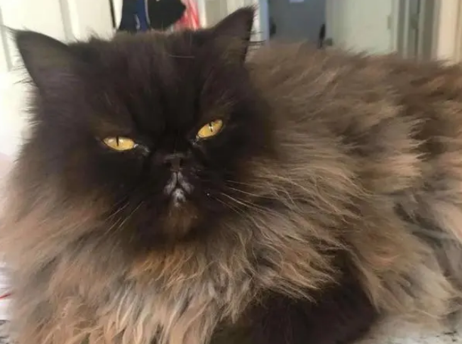 猫咪送给狗子一支口红，狗子很开心地给自己化了个妆……