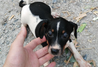 太仓幼犬怎么训练？