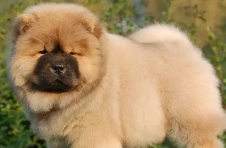 松狮犬多少钱一只幼崽