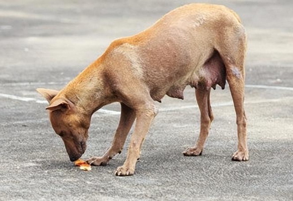 居民联动社区自治能否纾解城市犬只管理难题? 居民联动社区自治能否纾解城市犬只管理难题?