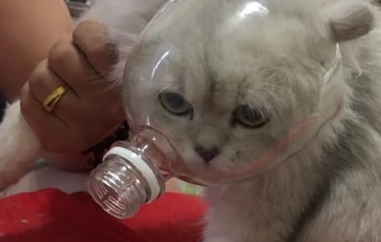 猫咪剪指甲总是不配合,于是罩住它的小脑袋后,猫:我被封印了吗 猫咪剪指甲总是不配合,于是罩住它的小脑袋后,猫:我被封印了吗