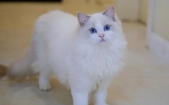 白色布偶猫是不是不值钱 白色布偶猫是不是不值钱