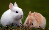 兔子品种大全及图片