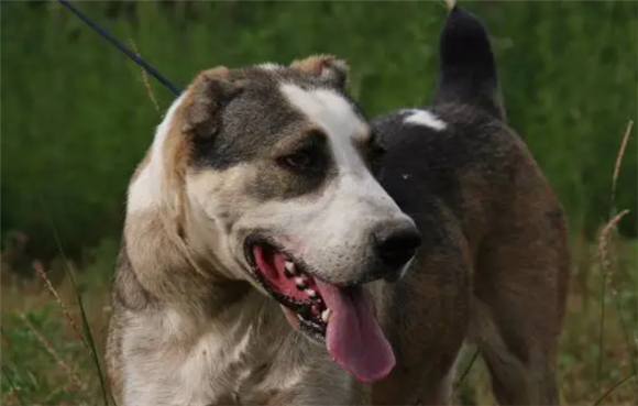 中亚犬眼睛红怎么回事 中亚犬眼睛红怎么回事