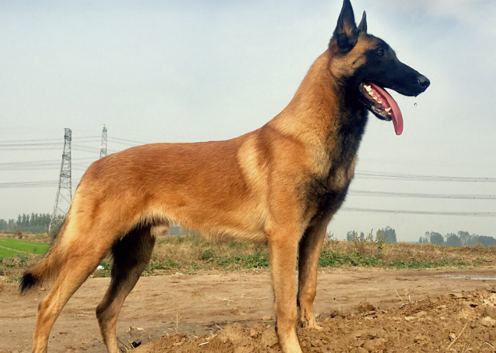 马犬是哪个国家的品种 马犬是哪个国家的品种
