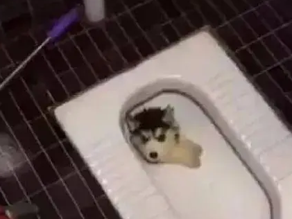 哈士奇半夜在厕所狼嚎，可没想到它是掉在这里面，这狗还能要吗？