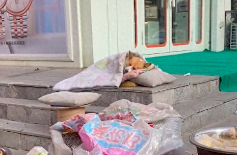 主人摆摊卖东西时，狗狗就躺在后面睡觉，怕它冷还垫了枕头和被子