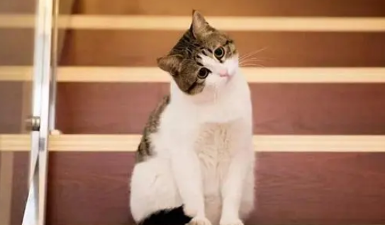 栀子花养猫家庭能养吗 栀子花养猫家庭能养吗